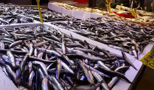 İstanbul’da Kasım Ayının Balık Lideri Hamsi Oldu