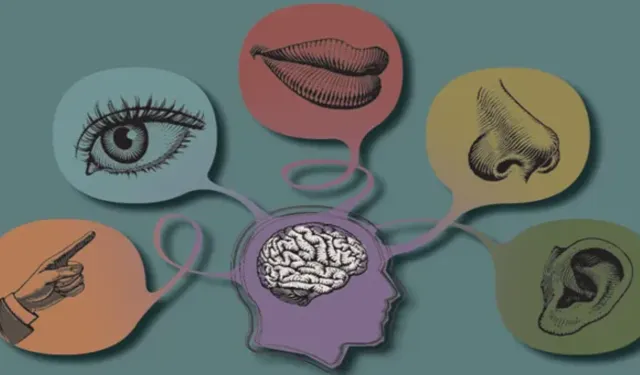 İç organlardan gelen sinyalleri algılayan ‘altıncı duyu’ keşfedildi