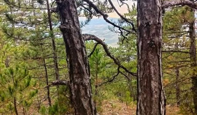 Çam Dağı Doğa ve Anayasal Haklar Çerçevesinde Korunuyor