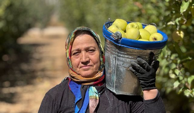 Elma diyarı Isparta'da hummalı hasat mesaisi
