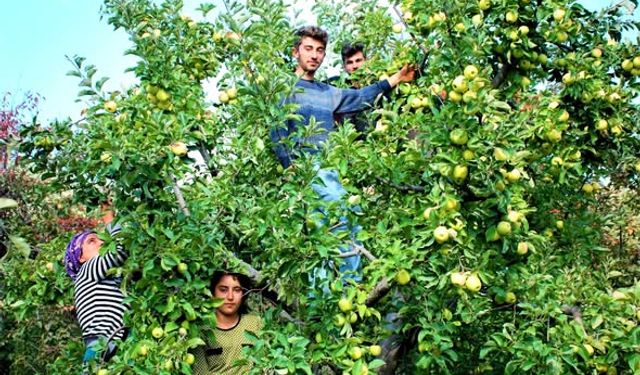 İslahiye Huzurlu Yaylası’nda Elma Hasadı Başladı