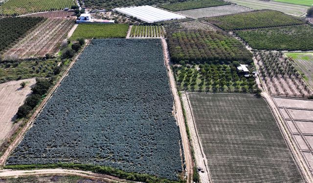 Kuraklığın etkili olduğu Ege'de çiftçiler ekim yağmurlarıyla nefes aldı