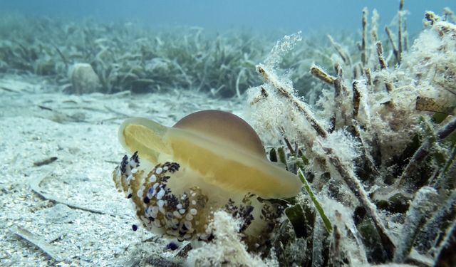 Marmara Denizi'ni inceleyen ALEMDAR II gemisi güneyde müsilaja rastlamadı