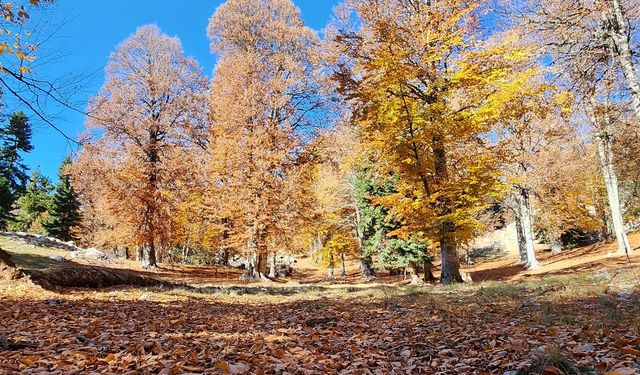 Adana’nın Saklı Cenneti  Kozan Yirce Kayın Ormanı