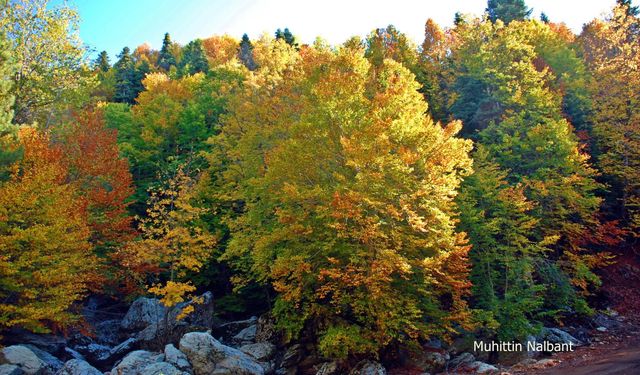 Akıntının Deresi ve Çevresi Sonbaharda Renk Cümbüşü Sunuyor