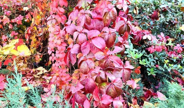Aksaray Kültürpark’ta Muhteşem Sonbahar Manzarası