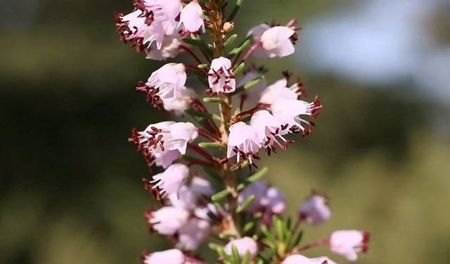 Amanos Dağları’nda Zorkun Yaylası ve Keldaz Tepesi Keşfi
