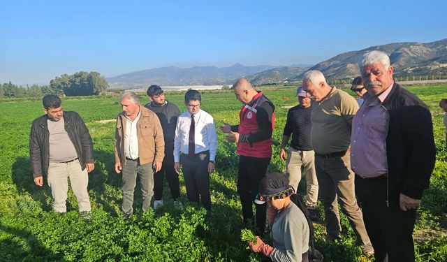 Arsuz'da Maydanoz Tarla Günü Etkinliği Düzenlendi