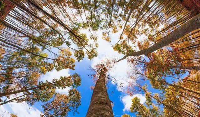 Düziçi Dumanlı Yaylası’nda Sonbahar Büyüsü