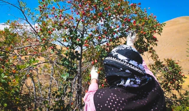 Erzincan’da Kuşburnu Hasadı Başladı Bin Derde Deva