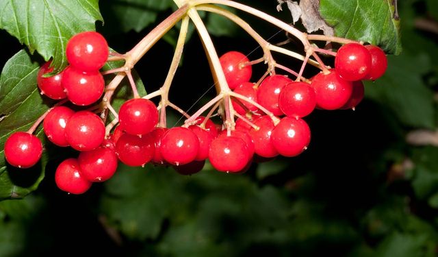 Gilaburu Üreticisine Servet Kazandıran Yeni Tarım Fırsatı