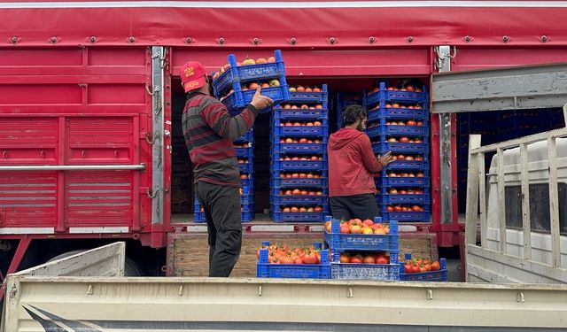 Isparta'nın Deregümü köyündeki domates seralarında hasat sezonu uzadı
