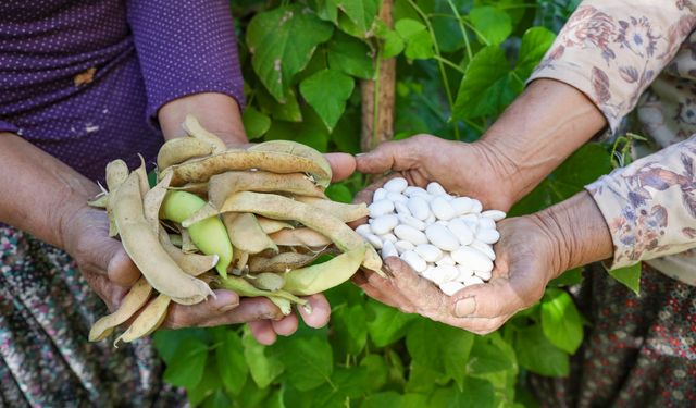 Leklek Fasulyesi Gülnar’da Yeniden Ekildi