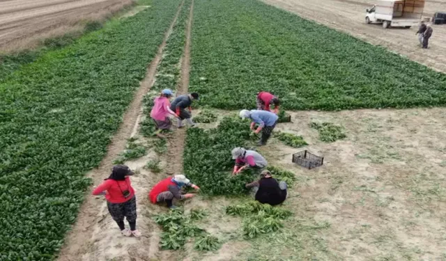 Menemen’de Kadın İşçiler Günlük 800 TL Yevmiye İle Çalışıyor