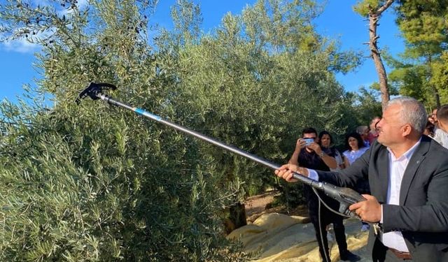 Muğla 2400 Yıllık Hyllarima’da Zeytin Hasadı Başladı