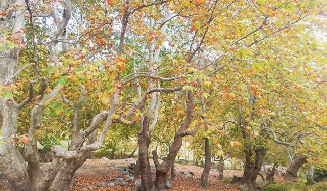 Nacar Yaylası'nda Hazan Başkadır Çınarlar Altında Sonbahar Büyüsü