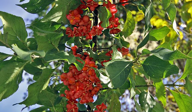 Osmaniye Amanosları’nda İğcik Ağacı Meyve Verdi