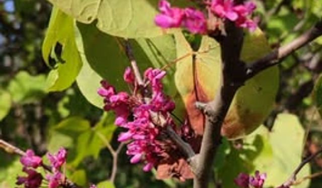 Osmaniye’de Ağaçlar Erken Çiçek Açtı ve Meyve Verdi