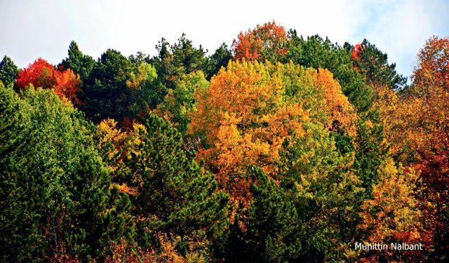 Osmaniye’de Sonbahar Altın Renkli Yolculuk