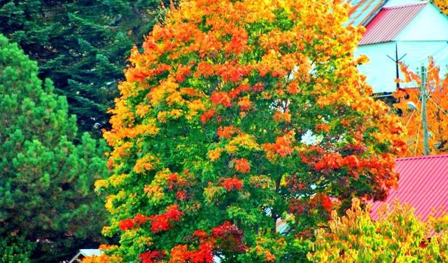 Osmaniye’de Zorkun Yaylası Sonbaharla Büyülüyor