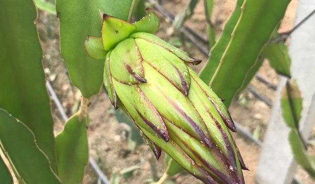 Serasındaki kovanlarla hem nektar fazlalığı sorununu çözdü hem de bal üretti
