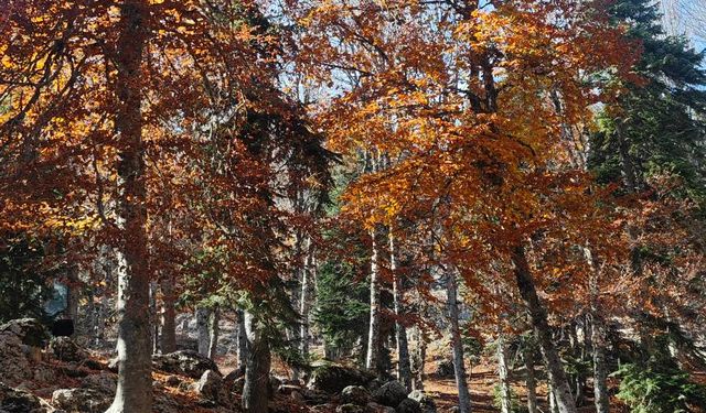 Sumbas Yirce Kayın Ormanları'nda Sonbahar Büyüsü Zirvede