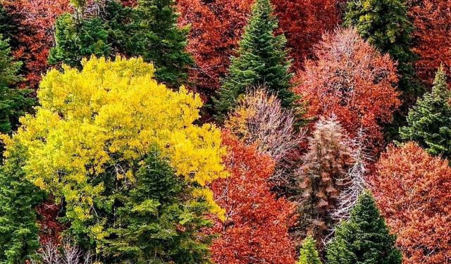 Sumbas Yirce Yaylası’nda Doğanın Renk Cümbüşü