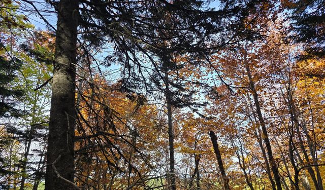 Zorkun Kuyucak’ta Sonbahar Renk Cümbüşü