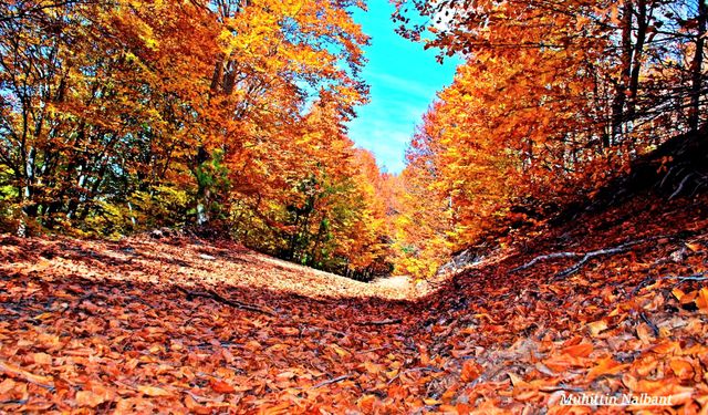 Zorkun Yaylası Keldaz Yolu Doğanın Büyüleyici Güzellikleri