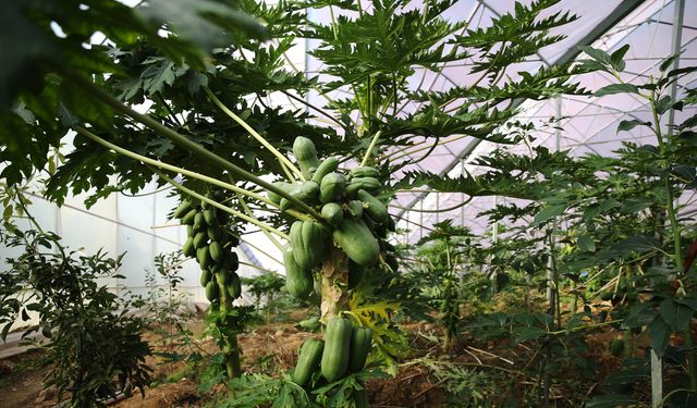 Alanya'da üretilen tropikal papaya meyvesi yurt dışından talep görüyor