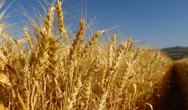 Tarımda Devrim: Kendi Kendini Kısmen Gübreleyebilen Buğday Geliştirildi