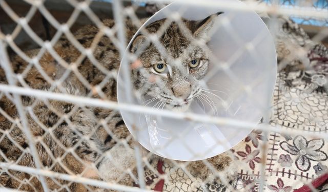 Burdur'da yaralı halde bulunan vaşak, tedavi altına alındı