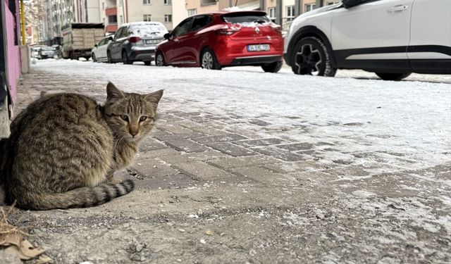 Doğu Anadolu'da 5 ilde soğuk hava etkili oluyor