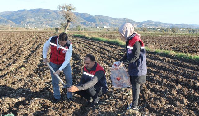 Düziçi’nde Buğday ve Bezelye Tarlalarında Toprak Numunesi Alındı