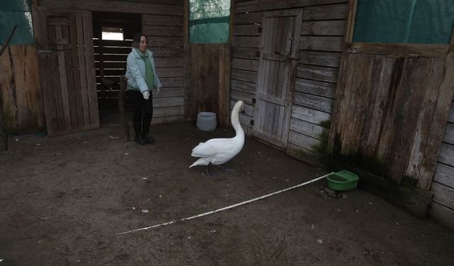 Göç yolunda bitkin düşen kuğu Kızılırmak Deltası'nda tedavi altına alındı