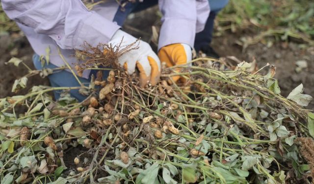 Hatay’da Kuraklık Yer Fıstığı Hasadını Vurdu
