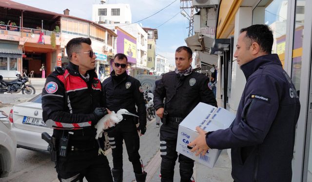 Hatay'da polis ekiplerinin bulduğu yaralı ak balıkçıl tedaviye alındı