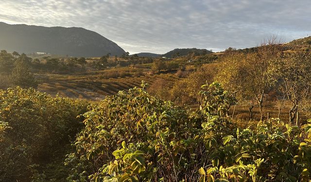 Isparta'nın gül bahçeleri sarı ve turuncuya büründü