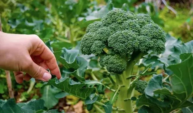 İznik’te Brokoli Tarladan Pazara 14 Kat Fiyat Farkı Yaşıyor