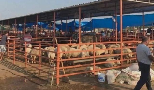 Kadirli Canlı Hayvan Pazarı Yeniden Açıldı