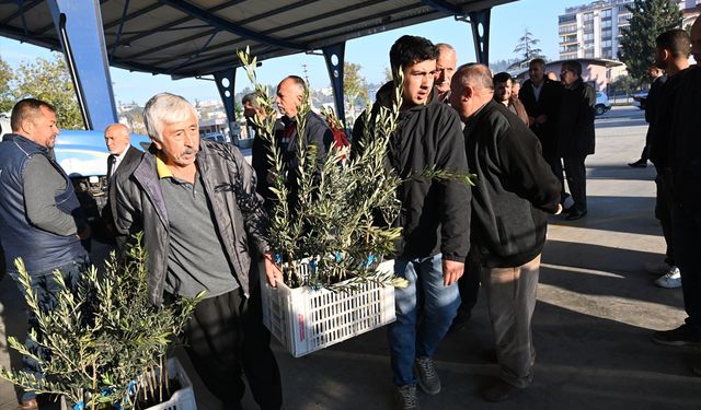 Kadirli ilçesinde üreticilere 10 bin 500 zeytin fidanı dağıtıldı
