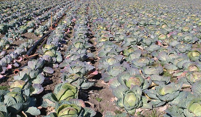 Osmaniye’de Ata Tohumu Lahana Hasadı Gerçekleştirildi