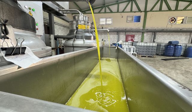 Muhtarın devlet desteğiyle kurduğu zeytinyağı üretim tesisi mahallelinin geçim kaynağı oldu