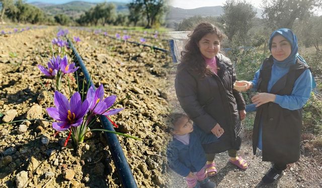 Osmaniye Bahçe Köyü’nde Safran Hasadı Başladı