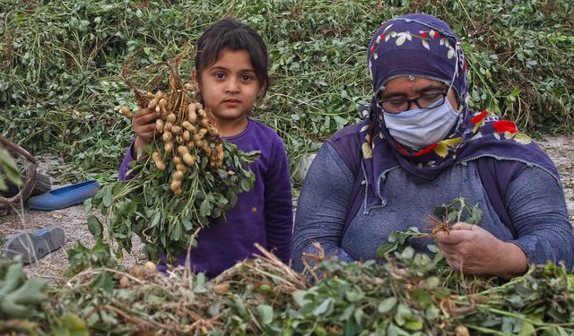 Protein ve Sağlık Deposu: Osmaniye Fıstığı