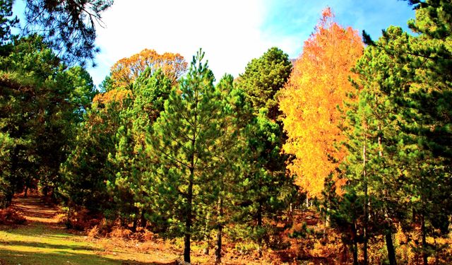 Osmaniye Küllü Köyü’nde Sonbahar Manzaraları Büyüledi