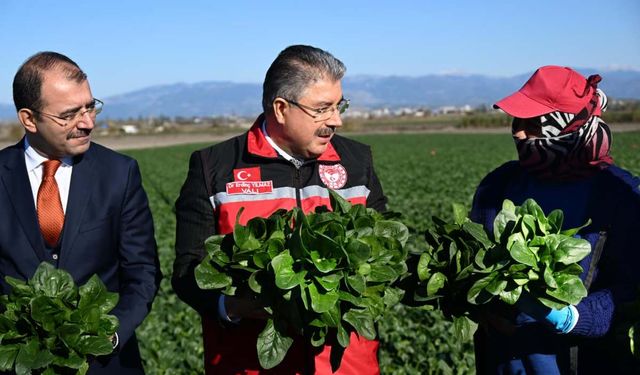 Osmaniye Valisi Erdinç Yılmaz ıspanak hasadına katıldı