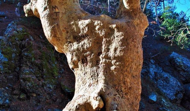 Osmaniye Zorkun Yaylası’nda Doğanın Kalbi Çataloluk