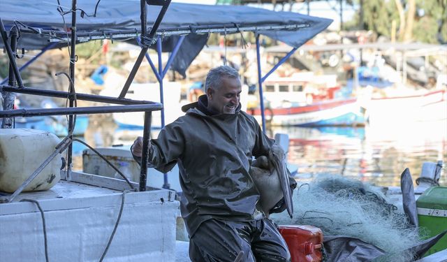 Pelikan 'Suzi' balıkçı barınağının müdavimi oldu