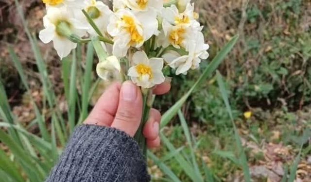 Kara Kışın Umudu Nergiz